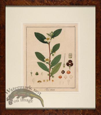 Hayne's Botanical in Burl 15